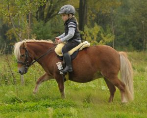 Christ Lammfelle Shetland bareback pad