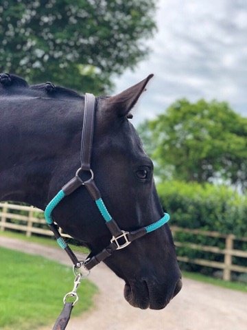 Kavalkade Cavo halter