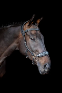 Hackamore Bitless option