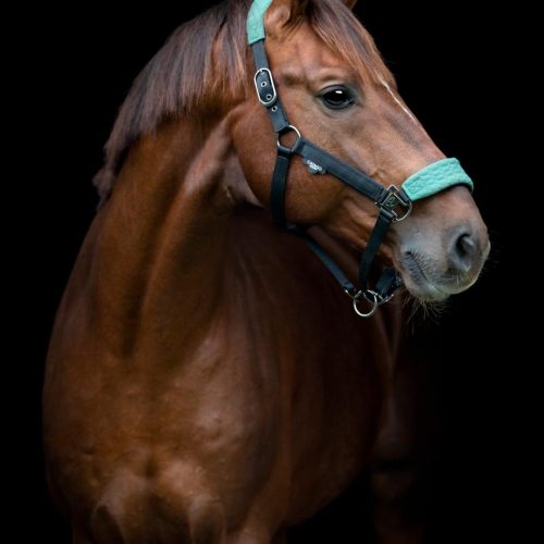 Catago fir-tech halter