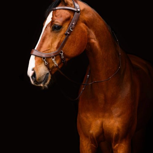 P724-FaySport-bitless-bridle-brown-sidepull-3-scaled