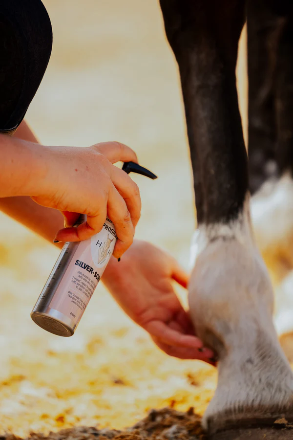 horse harmony silver scrub