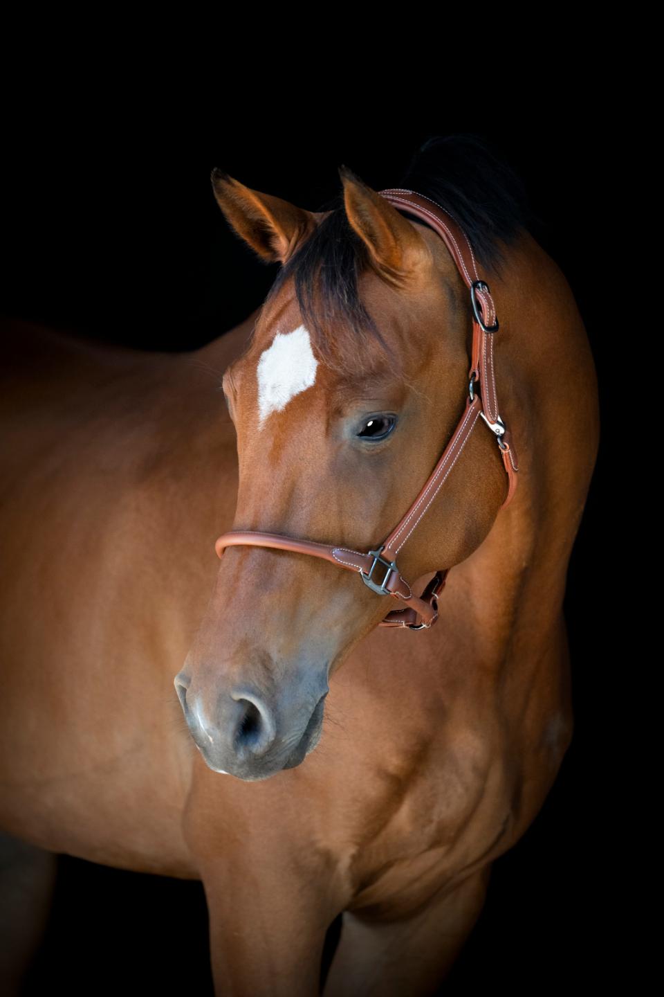 cognac catago halter