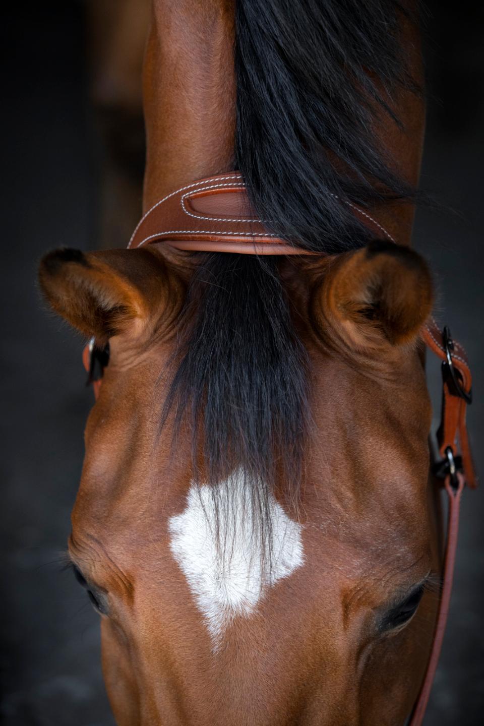 headpiece of rolled halter