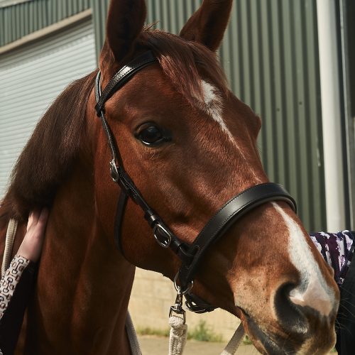 Comfy Connections Thinline Bitless Bridle