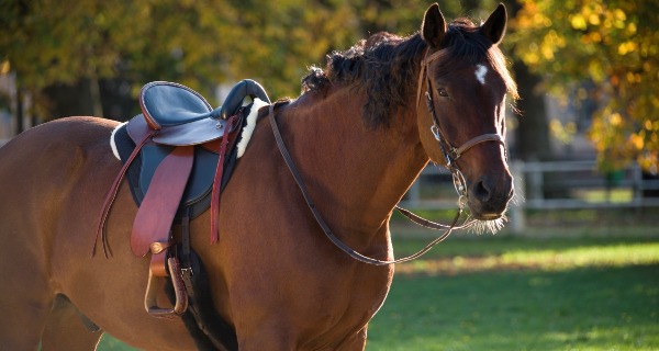 Christ Lammfelle Endurance Pad